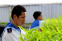 Bộ đội Hải quân trồng rau gì trên quần đảo Trường Sa?