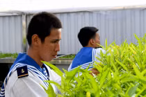 Bộ đội Hải quân trồng rau gì trên quần đảo Trường Sa?