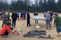 Xác cá voi nặng gần 100kg trôi dạt vào bờ biển Hà Tĩnh