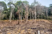 Người đàn ông ở Hà Tĩnh bị phạt gần 38 triệu vì phá rừng