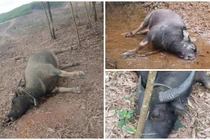 Tìm ra nguyên nhân khiến trâu chết hàng loạt ở Quảng Trị