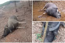 Quảng Trị phát hiện thêm 9 con trâu chết trong rừng