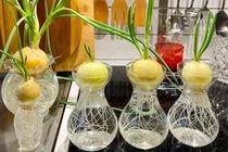 Dùng củ hành tây "xua đuổi" virus cúm, bác sĩ nói gì?