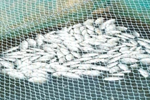 Gần 300 tấn cá lồng bè trên sông Thu Bồn chết hàng loạt