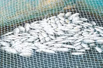 Gần 300 tấn cá lồng bè trên sông Thu Bồn chết hàng loạt