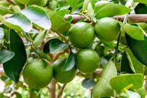 Loại quả nhỏ bé, giá rẻ bèo nhưng vô vàn lợi ích sức khoẻ