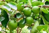 Loại quả nhỏ bé, giá rẻ bèo nhưng vô vàn lợi ích sức khoẻ