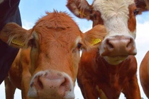 Video: Bò đóng vai trò gì trong những siêu máy bay phản lực của Mỹ?