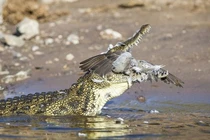 Video: Nhảy xuống hồ trồn diều hâu, chim nhỏ lao đầu vào miệng cá sấu