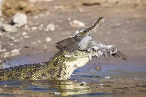 Video: Nhảy xuống hồ trồn diều hâu, chim nhỏ lao đầu vào miệng cá sấu