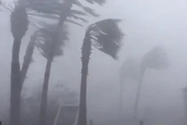 Video: Tôm hùm đất bò lổm ngổm đầy vườn nhà sau siêu bão Michael