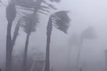 Video: Tôm hùm đất bò lổm ngổm đầy vườn nhà sau siêu bão Michael