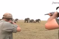 Video: Thợ săn nổ súng bắn đàn voi châu Phi, bị đuổi chạy trối chết