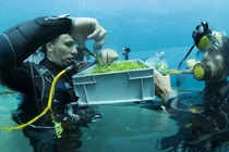 Video: Công nghệ trồng rau dưới đáy biển làm salad