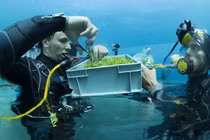 Video: Công nghệ trồng rau dưới đáy biển làm salad