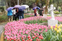 Video: Cánh đồng hoa tulip 180 ngàn bông khoe sắc giữa Thủ đô