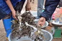 Câu ếch đồng mùa nước nổi, mỗi đêm bắt 5-10 ký, dư vài trăm ngàn