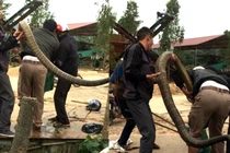 Video: Khiếp vía 5 thanh niên bắt sống hổ mang chúa 20 kg ở Vĩnh Phúc