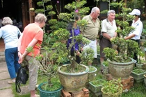 Video: 8X kiếm cả thùng tiền từ vườn bonsai chơi Tết