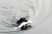 Video: Chú chó trổ tài bắt cá trê khủng ở dưới nước siêu đẳng