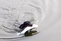 Video: Chú chó trổ tài bắt cá trê khủng ở dưới nước siêu đẳng