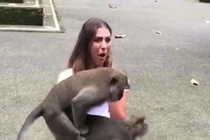 Hai chú khỉ làm chuyện ấy ngay trên đùi du khách khiến thiếu nữ muốn...