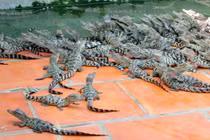 Video: Người đàn ông nuôi cá sấu trong nhà như thú cưng suốt 20 năm