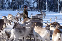 Video: Theo chân bộ tộc du mục chăn tuần lộc cuối cùng trên thế giới