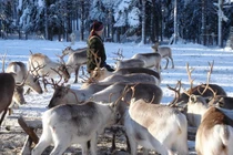 Video: Theo chân bộ tộc du mục chăn tuần lộc cuối cùng trên thế giới