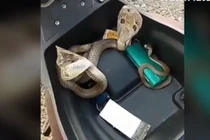 Video: Hoảng loạn phát hiện 3 con rắn hổ mang cực độc trong cốp xe