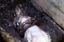 Video: Hãi hùng cảnh trăn dài 4 mét nuốt chửng chó nhà