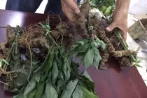 Choáng bộ sưu tập nhân sâm quý giá tiền tỷ của đại gia Hà thành