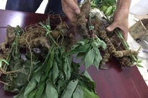 Choáng bộ sưu tập nhân sâm quý giá tiền tỷ của đại gia Hà thành