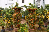 Video: Quýt lục bình 50 triệu một đôi "cháy hàng" dịp Tết