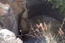 Video: 6 tiếng dùng máy xúc đào đường giải cứu voi khỏi giếng sâu