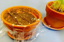 11 mẹo cực hot với màng bọc thực phẩm