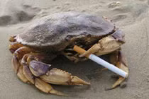 Xem động vật hút thuốc giải khuây