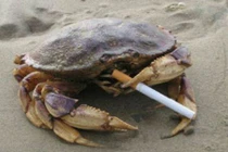 Xem động vật hút thuốc giải khuây