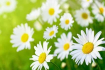 Đoán chuẩn tính cách qua sở thích các loài hoa