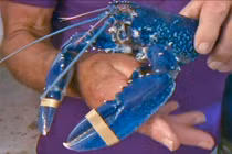 Loạt ảnh những con tôm hùm màu xanh kỳ lạ