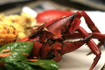 Gợi ý 4 món ngon từ cua biển
