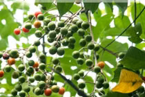 Bài thuốc dân gian từ dâu da xoan trị bách bệnh