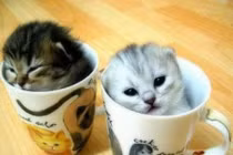 Hình ảnh mèo cuộn mình trong cốc không yêu không được