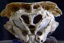 Bí ẩn hộp sọ có hình dáng độc nhất vô nhị ở Bulgaria