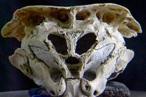 Bí ẩn hộp sọ có hình dáng độc nhất vô nhị ở Bulgaria