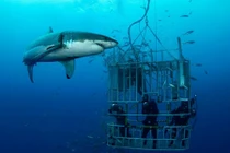 Rợn người tour du lịch mạo hiểm cho khách đùa giỡn thú dữ