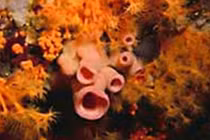 Việt Nam chiết xuất thành công chất chống ung thư từ sinh vật biển 