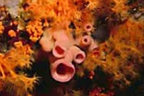 Việt Nam chiết xuất thành công chất chống ung thư từ sinh vật biển 