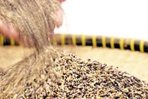 Có loại gạo chống được ung thư?