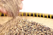 Có loại gạo chống được ung thư?